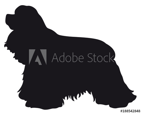 American Cocker Spaniel dog.