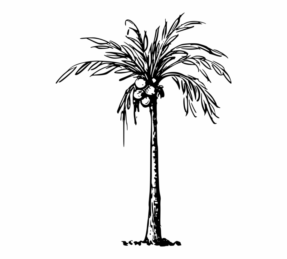 Palm Tree Drawing Palm Trees Coconut Drawing Line Art.