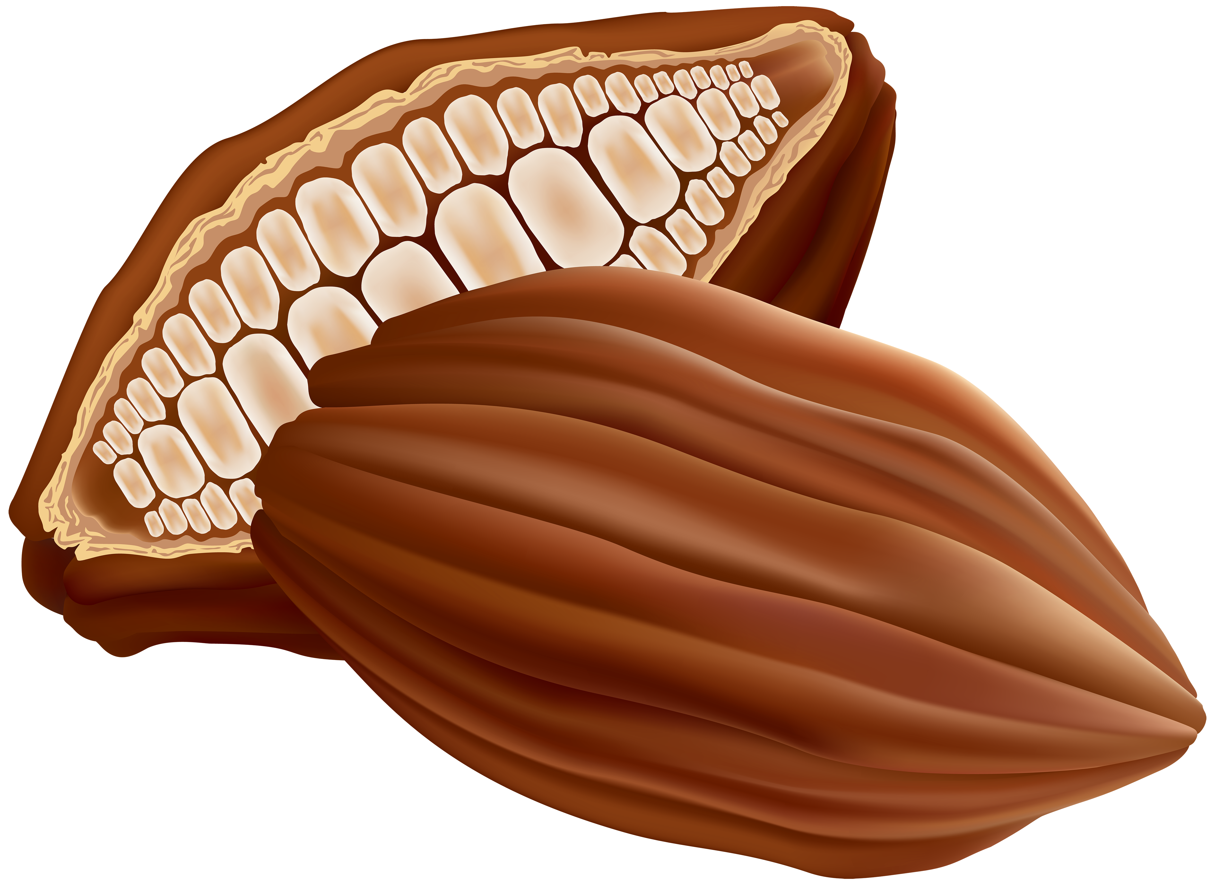 Cocoa PNG Clip Art Image.