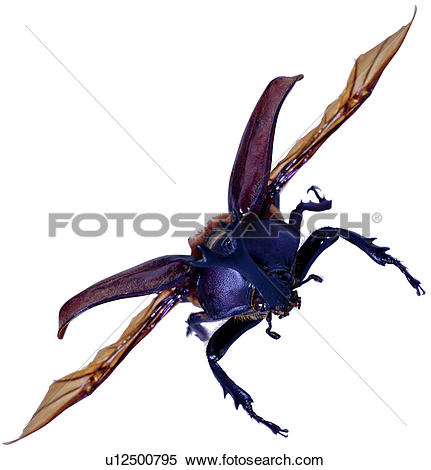 Stock Image of insects, worm, worms, bugs, insect, coleoptera.