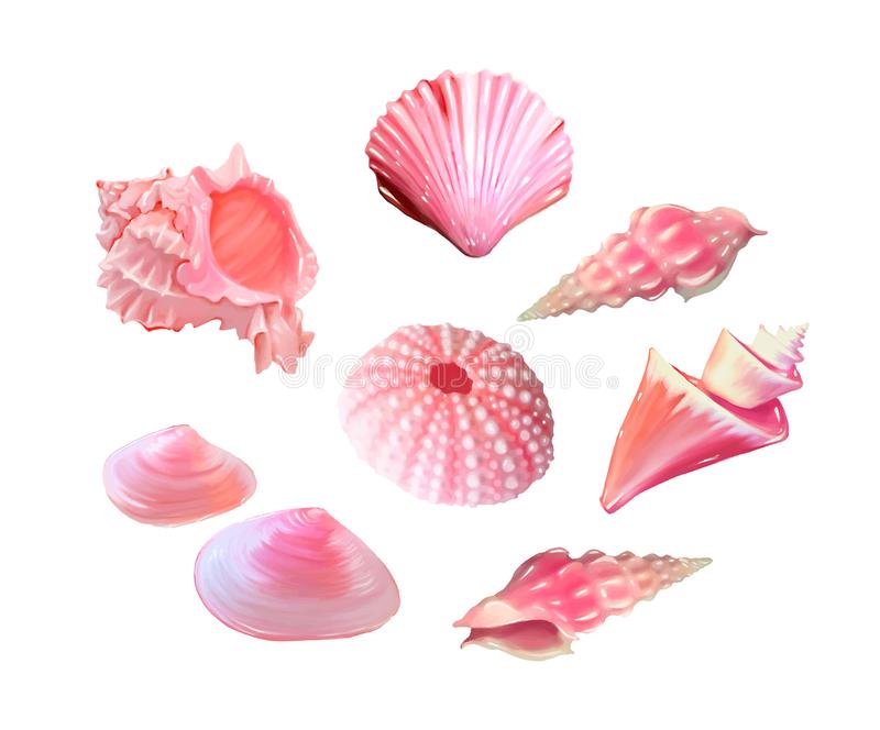 Seashells Stock Illustrations.