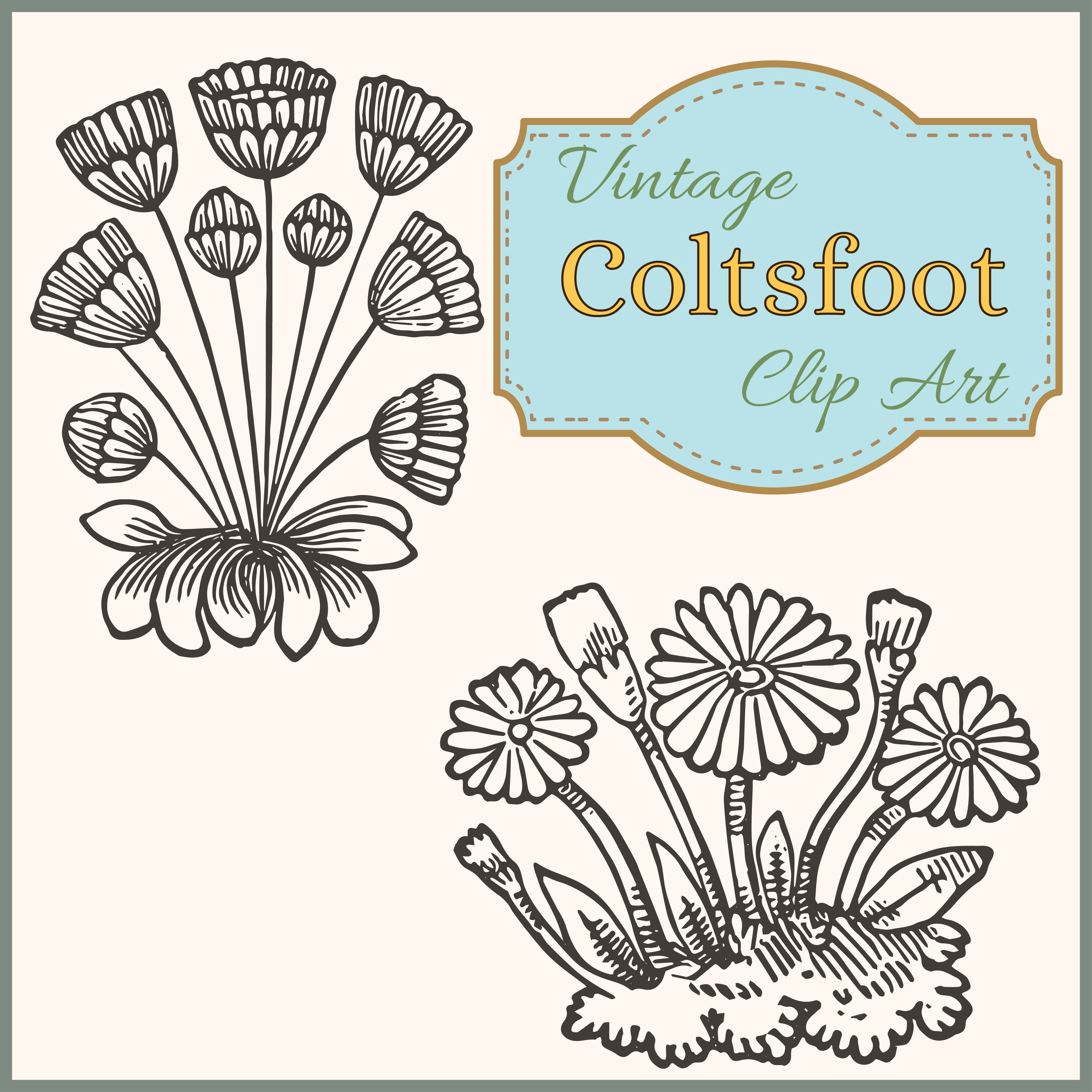 Vintage Coltsfoot Spring Garden Clip Art.