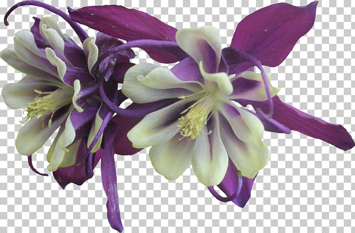 Flower Violet Purple Columbine Garden roses, purple flower.