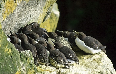 Murre, Murrelet Information.