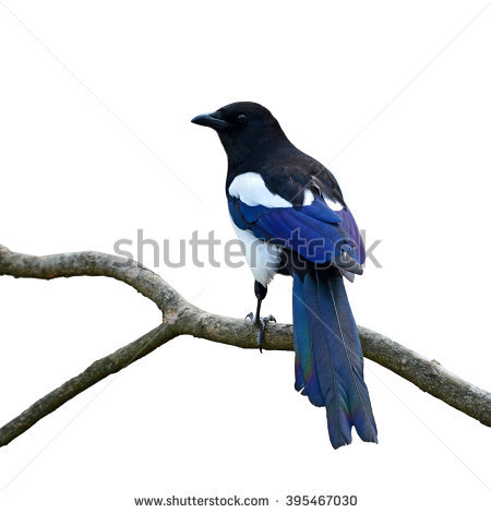 Magpie Stock Photos, Royalty.