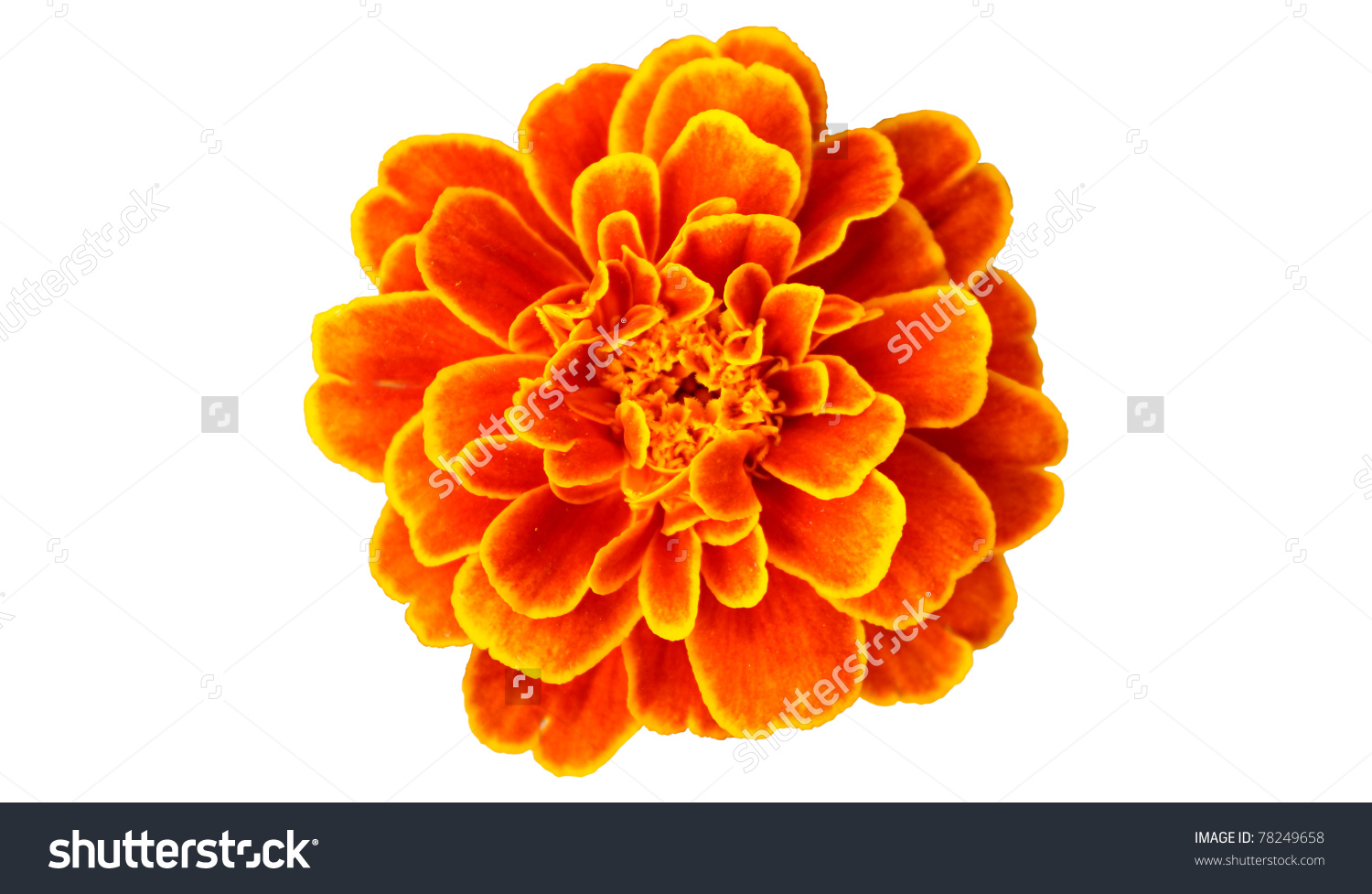 French Marigold Clip Art.