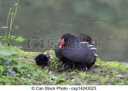 Stock Photo of Common Moorhen, gallinula chloropus.