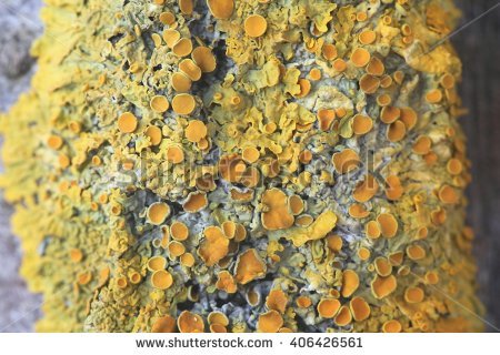 Shore Lichen Stock Photos, Royalty.