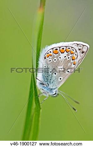 Picture of Common Blue, polyommatus icarus settled on grass.