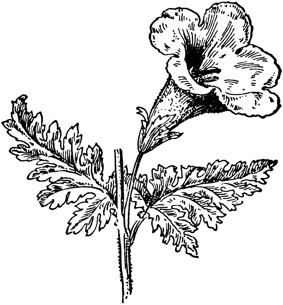 Foxglove clipart.