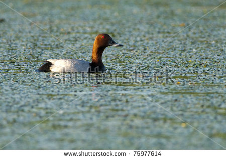 Common Pochard Drake On Water Stock Photo 75977614 : Shutterstock.