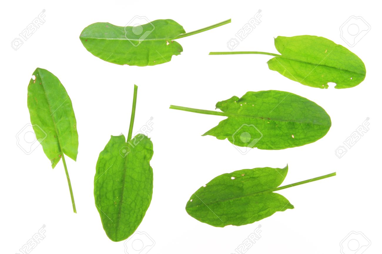 Leaves Of Common Sorrel Rumex Acetosa , Isolated In Front Of.