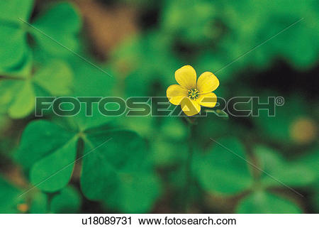 Stock Photography of blossom, flower, bloom, flowers, plants, wood.