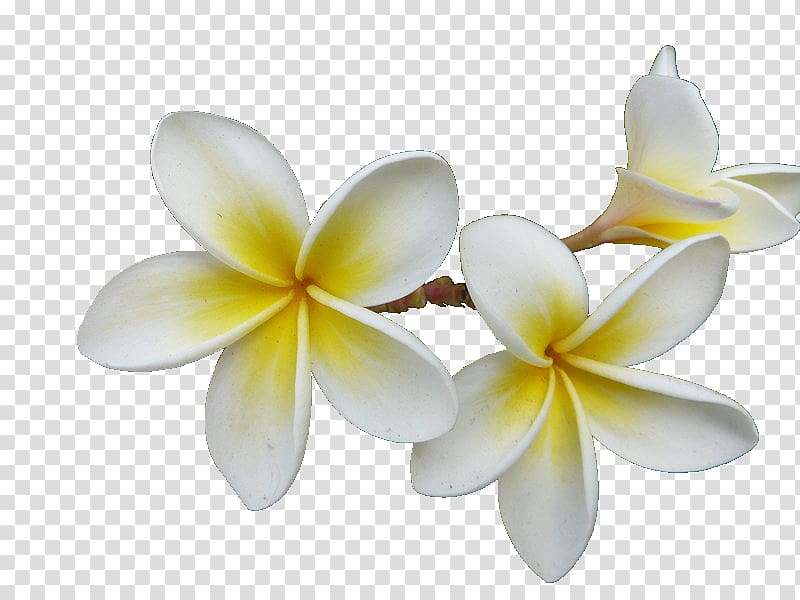 Frangipani Essential oil Aroma compound Fragrance oil.