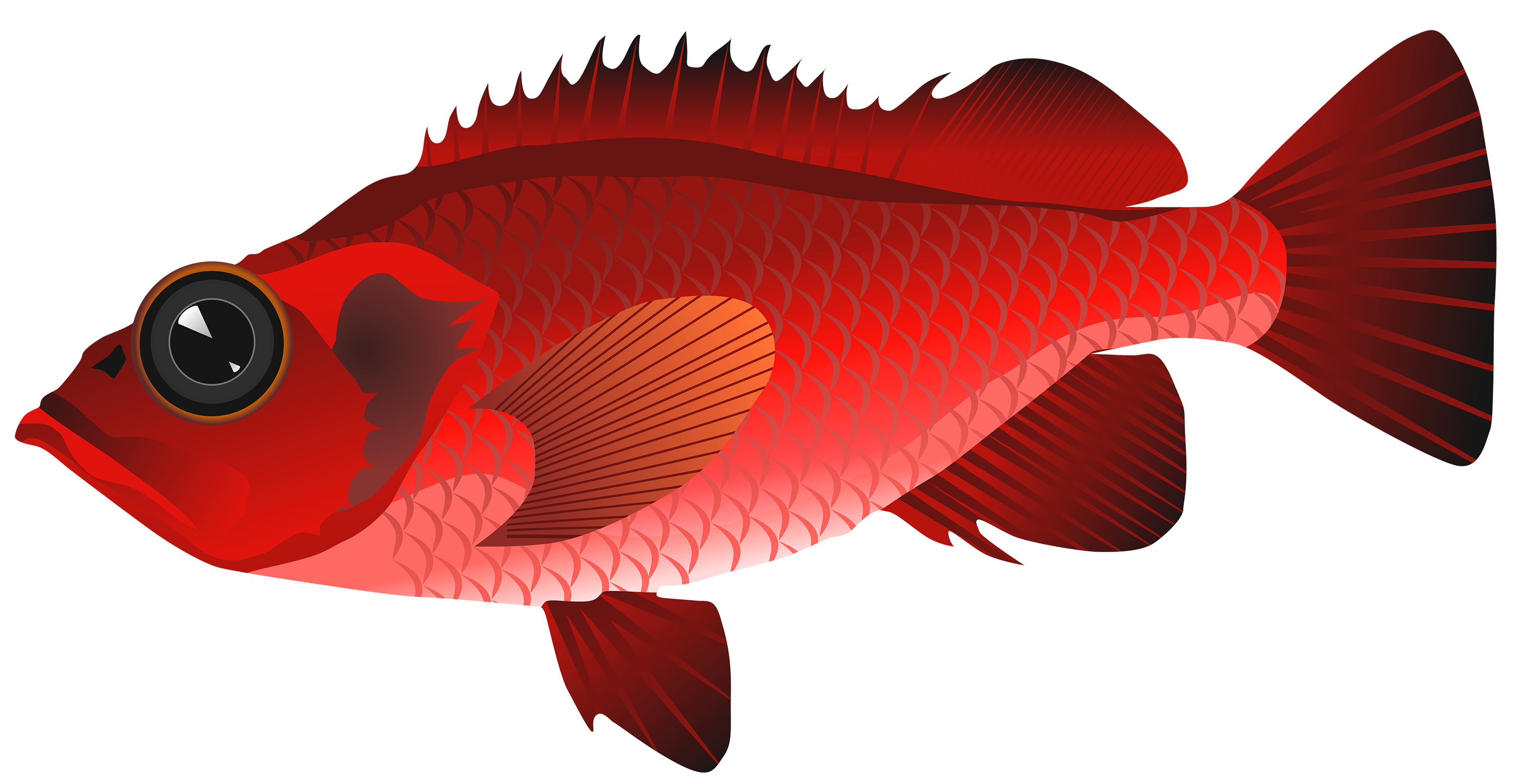 Red Fish PNG Clipart.