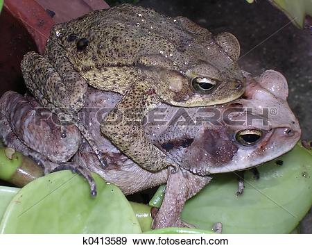 Stock Photograph of Frogs copulating k0413589.