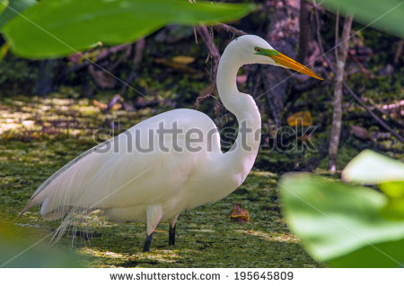 Corkscrew Swamp Stock Photos, Royalty.