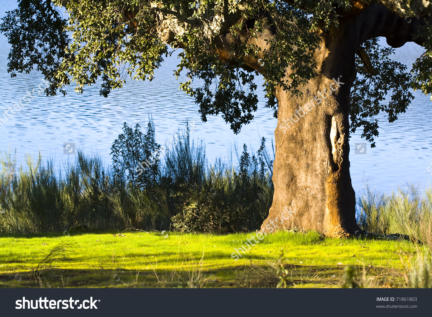 Old Cork Oak Tree On Shore Stock Photo 71861803.