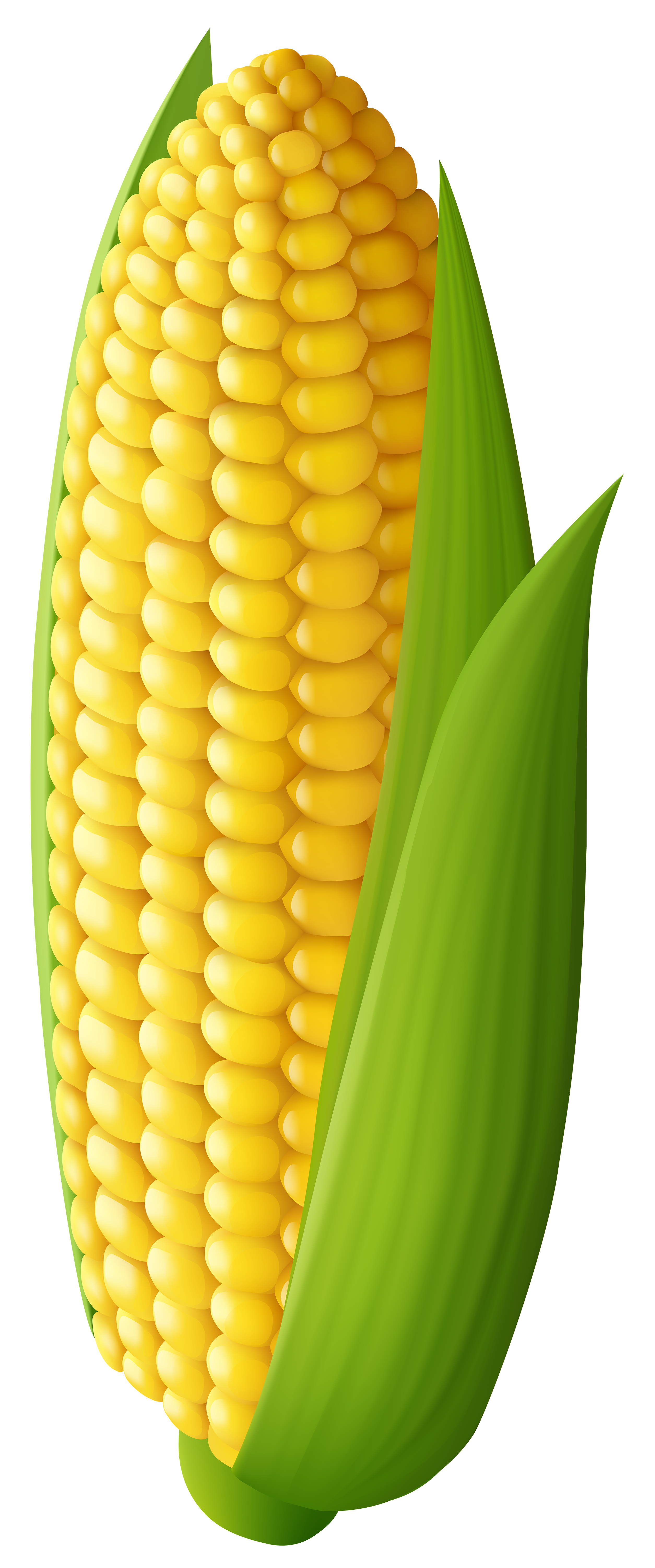 Clip Art. Corn Clipart. Stonetire Free Clip Art Images.