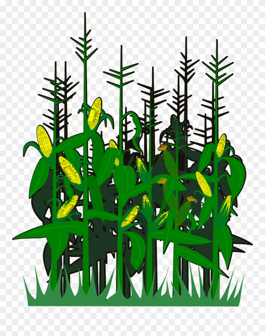 Corn,svg,vector,free Vector Graphics,free Pictures, Clipart.