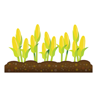 Corn Crops Clipart.