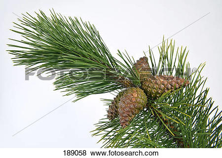 Pictures of Austrian Pine, Black Pine, Corsican Pine (Pinus nigra.