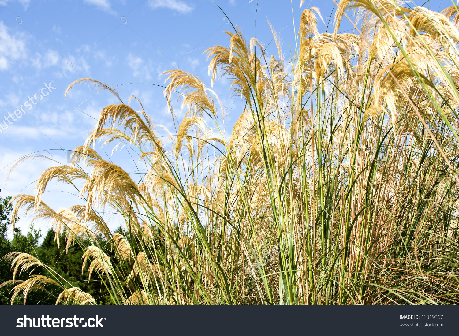 Cortaderia Selloana Commonly Known As Pampas Grass.Pampas Grass Is.