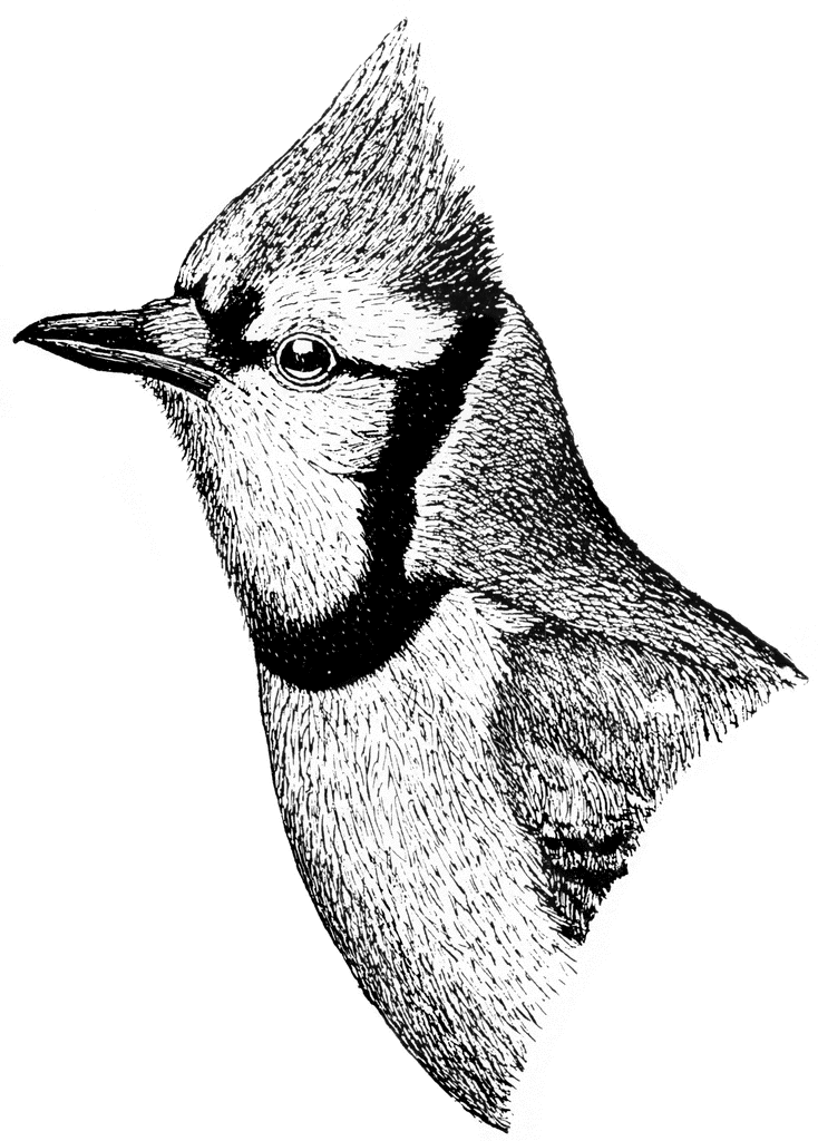 Blue Jay Clipart.