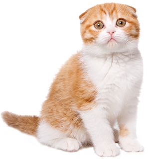 Download Free png silly kitty clipart 5424 Grumpy Cat Upset.