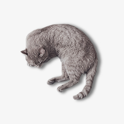 Sleeping Cat Png, Vector, PSD, and Clipart With Transparent.