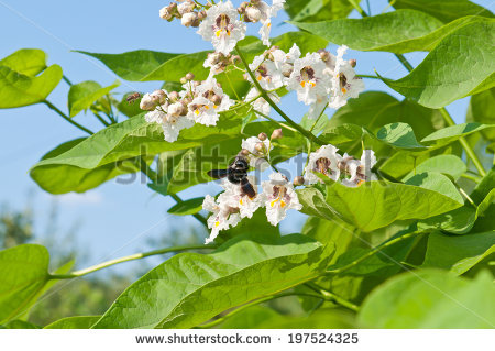 Catalpa Stock Photos, Royalty.