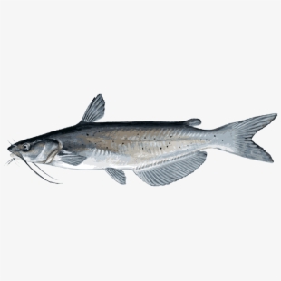 Catfish Png File.