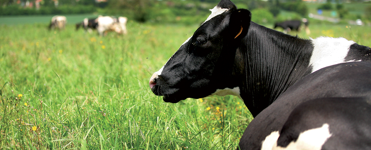 Cattle farming.