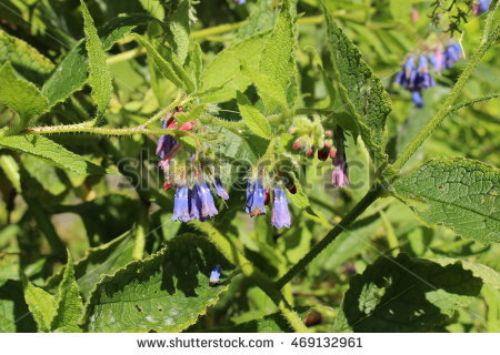 Comfrey Stock Photos, Royalty.