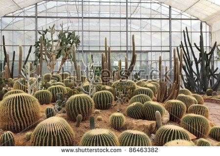 Cactus Greenhouse Stock Photos, Royalty.