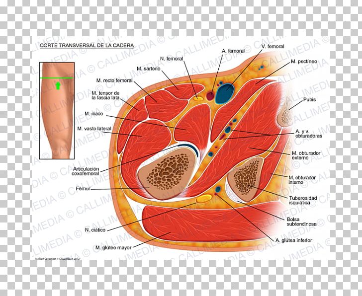 Nerve Hip Transverse Abdominal Muscle Transverse Plane.