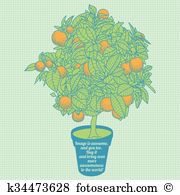 Calamondin Clip Art Illustrations. 30 calamondin clipart EPS.