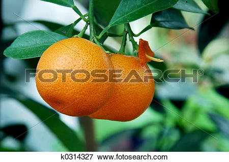 Picture of Calamondin Citrus Oranges k0314327.