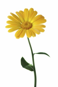 Gallery For > Calendula Clipart.