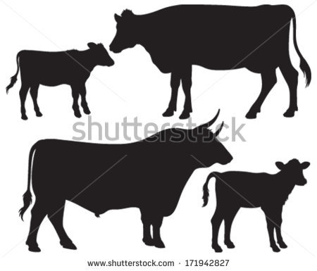 Calf Stock Photos, Royalty.