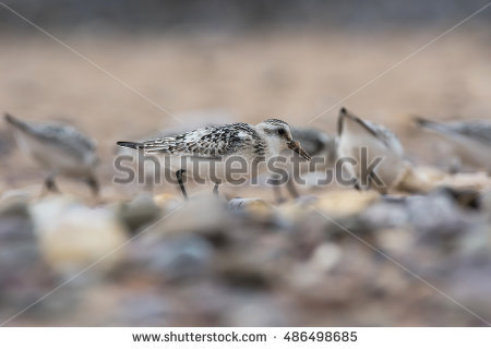 Calidris Alba Stock Photos, Royalty.