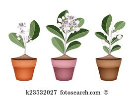 Calotropis gigantea Clipart Royalty Free. 10 calotropis gigantea.