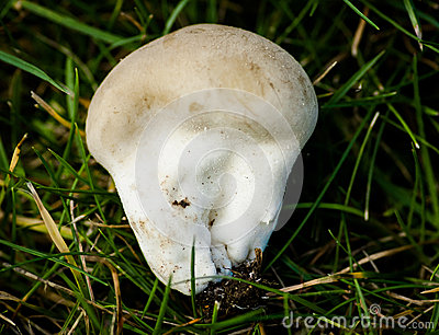 Calvatia Stock Photos, Images, & Pictures.