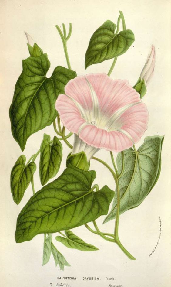 Calystegia sepium subsp. spectabilis.