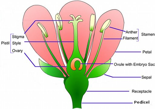 Understanding Botanical Names.