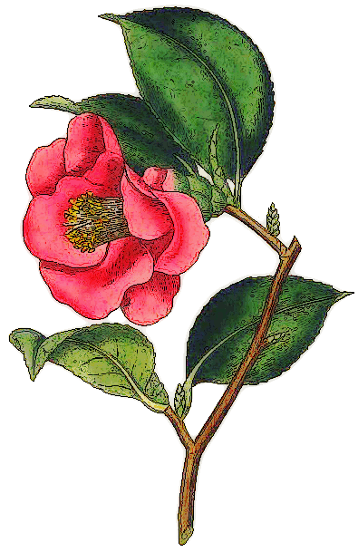 Camellia Clip Art Download.