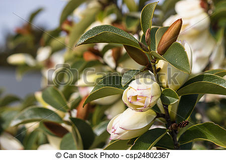 Stock Image of yellow camellia buds.