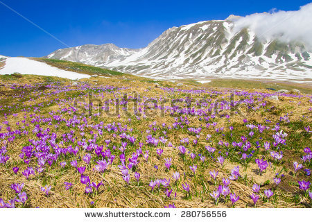 Plateau Campo Imperatore Violet Crocus Flowering Stock Photo.