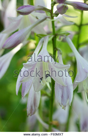 Harebell Bellflower Stock Photos & Harebell Bellflower Stock.