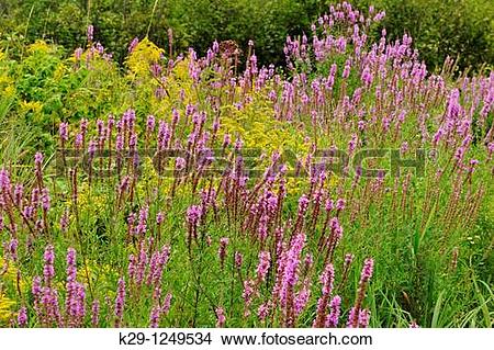 Stock Photo of Purple loosestrife Lythrum salicaria infesting a.